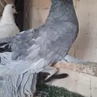 حمام رقاصي