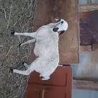 شاة
