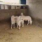 فحول للبيع شرط