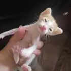 قطط تبني