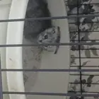 قطط سكوتش للبيع