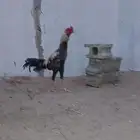 للبيع ديك كويتي