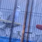 أعرض لكم جوز بادجي منتج للبيع