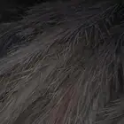 سعف للبيع