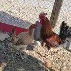 دجاج بلدي (تم البيع )