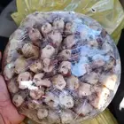 طيور شحم وحجم مشروطه