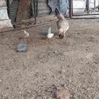 دجاجه كفو