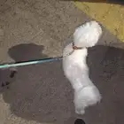 كلبه للبيع