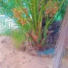 نخيل مثمر إخلاص برحي مصيفه هلالي صقعي مجدول شيشي ونانه دخيني