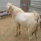 التيس البيشي المصنف للبيع