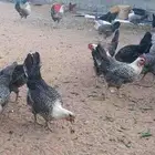 الي عنده دجاج بياض كميات كبيره يتواصل معي
