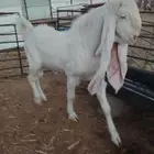 للبيع تيس ثني فحل جرم فاااخر