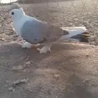 انثى حب رمان منتجه شرط