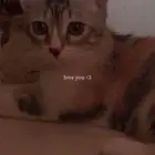 قطه للتبني