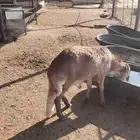 ذبايح سواكن طيبات ثنيان أوزان ثقيله تربيه 8 شهور وتزيد