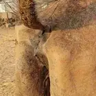 ناقه لقحه مشروطه من الحي