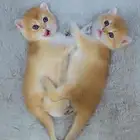 كيتن سكوتش ستريت قولد من نسل ابسولو للبيع