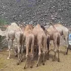 حشو المدينة 6قعدان