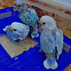 للبيع فروخ روز يقبلو الغر موقعي القطيف عل السوم متوفر