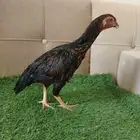 دجاج باكستاني سندي منتج
