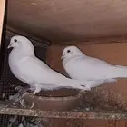 حمام فرنسي