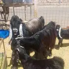 فحل عارضي ومعزا مصريه متومه