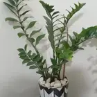 نبات الزاميا طبيعي يحتاج اضاءه خفيفه ليلا ونهار عادي بالصال.