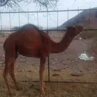 البيع بكره العمر 9شهور