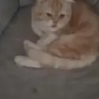 القطط للتبني عمرها شهرين