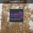 توفر دود قبابي ودود عتل بكميات محدوده