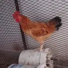 دجاج باكستانية