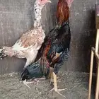 جوز باكستاني سندي