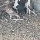 كارير طبات صحه ونضافه امهاتهم أبطال