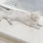 قطة
