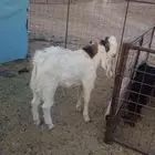 تيس فحل شرط