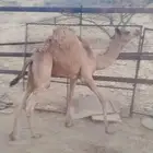 ثلاثة قعدان للبيع