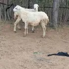 للبيع فران بلدي