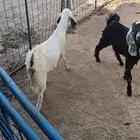تيوس مندي لبيع