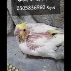 للبيع فرخ كروان لاتينو محجل