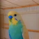 زوج بادجي منتج تحته فروخ