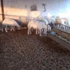 توفر ذبايح وقعدان
