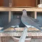 قمري بري