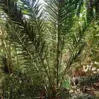 يوجد نخل الكناري مع التوصيل