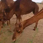 نياق عوداي دهم من 5500