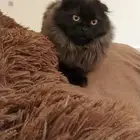 قطط