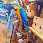 فرخ مكاو بلو اند قولد متكلم