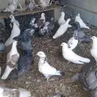 حمام 26 زواج