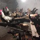 دجاج بلدي