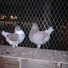جوز كنق اصلي