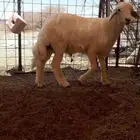 طلي الباني